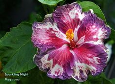 a purple and white flower with green leaves