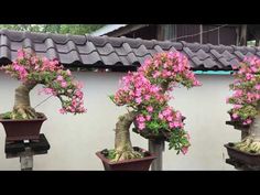 four bonsai trees with pink flowers in their pots on the side of a building