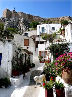 a white dog standing in the middle of an alley way with potted plants on either side