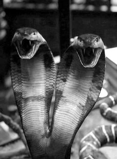 two snakes with their mouths open in black and white