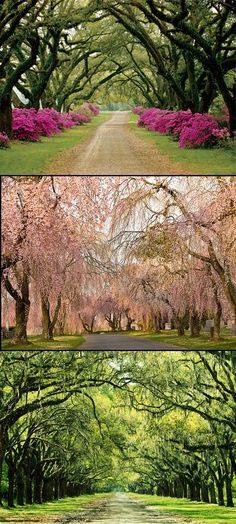 the trees are blooming in different colors