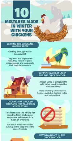 the top ten things to know before buying chicken coops infographical image below