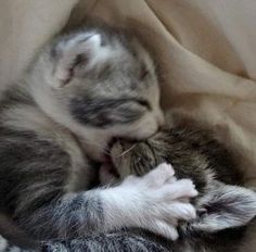 a small kitten is curled up and sleeping