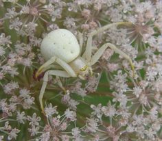 a white spider sitting on top of a plant covered in lots of tiny pink flowers