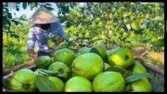 a person picking green fruit from a tree