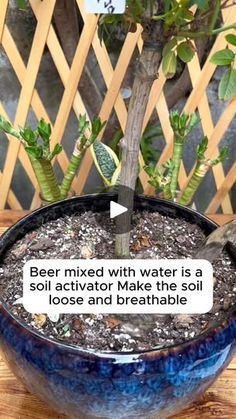 a potted plant sitting on top of a wooden table next to a sign that says beer mixed with water is a soil activator make the soil loose and breathable