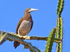 a brown bird sitting on top of a green cactus tree next to a blue sky