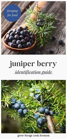 the cover of an article about juniper berry identification guide