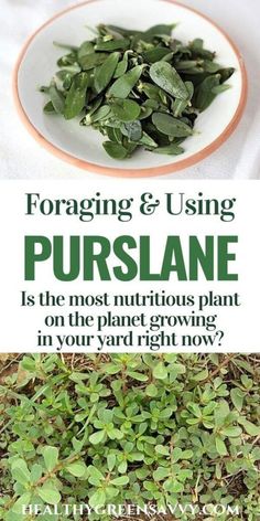 some green plants on a white plate with the words foraging and using purslane is the most nutritious plant on the planet growing in your yard right now?