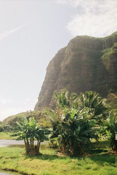 some trees and bushes near a body of water with a mountain in the back ground