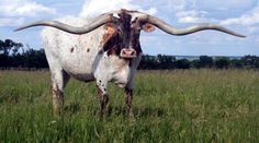 an animal with long horns standing in the grass