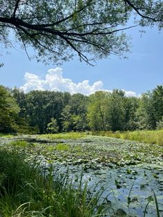 a pond with lily pads and trees in the background under a blue sky filled with clouds