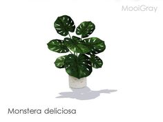 a green plant in a white vase with the words monstera deliciasa on it