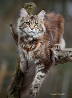 a cat is walking on a tree branch