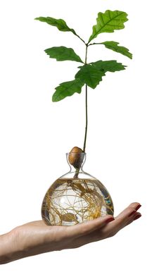 a person's hand holding a glass vase with a plant in it