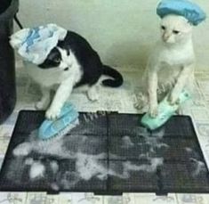 two cats are sitting on the floor playing with toothbrushes and scrubcloths