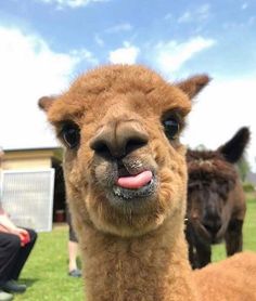 an alpaca is sticking its tongue out