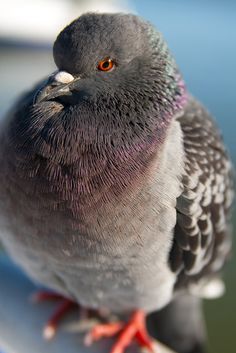 a pigeon sitting on top of a white plate