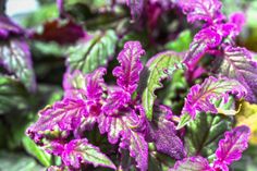 purple flowers with green leaves in the background