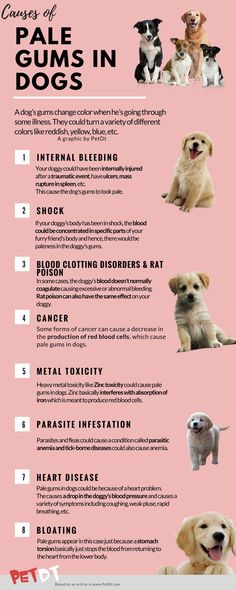 an info sheet describing the different types of dogs