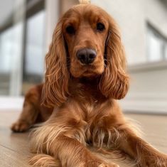 a brown dog laying on top of a wooden floor