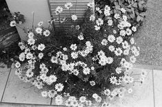 black and white photograph of flowers in front of a building with an air conditioner