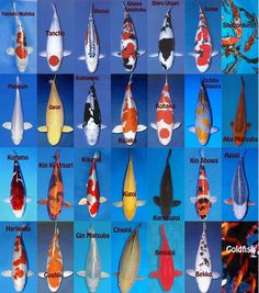 many different types of koi fish in various colors and sizes, all with names