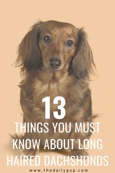 a brown dog with the words 13 things you must know about long haired dachshunds