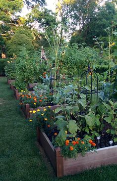 a garden filled with lots of different types of vegetables and plants in wooden boxes on the grass