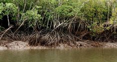 an elephant is standing in the middle of some water and trees are growing out of the bank