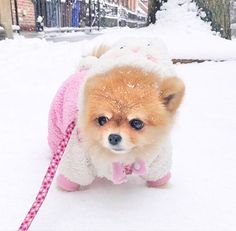 a small brown dog wearing a pink and white sweater with a teddy bear on it's back