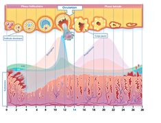 a diagram of the cell membrane and its functions in cellular systems, including photosyncion