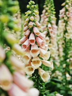 pink and white flowers are blooming in the garden