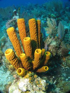 some very pretty yellow corals on the ocean floor