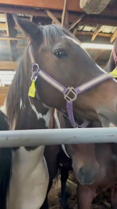 two brown and white horses standing next to each other in a barn with hay on the floor