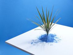 a small plant is sprinkled with blue powder on a white table against a blue background