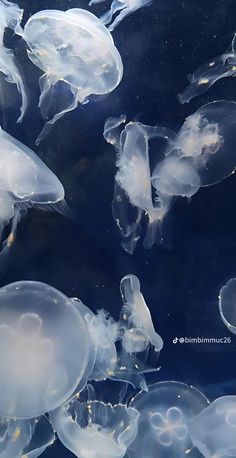 many jellyfish swimming in the water together