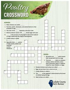 a crossword puzzle with the words, poultry crossword and an image of a chicken