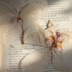 two white flowers are on top of an open book with writing underneath it and shadows