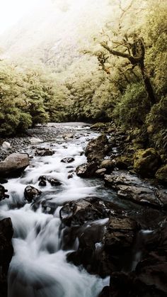 a river running through a lush green forest