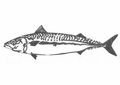 a drawing of a fish that is black and white with stripes on it's body