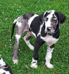 two dogs standing next to each other in the grass