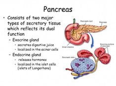 the diagram shows how pancreas are made and what they can be used to treat