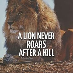 a lion sitting on the ground next to a sign that says, a lion never roars after a kill