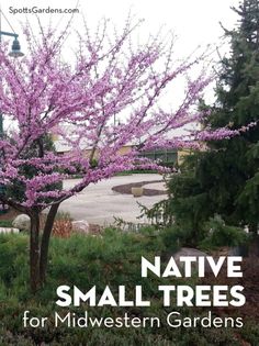 a small tree with purple flowers in the middle