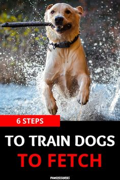 a dog jumping in the water with a stick in its mouth and text that reads 6 steps to train dogs to fetch