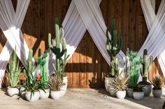 three potted cactus plants sitting on top of a wooden floor next to white drapes