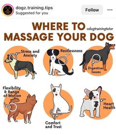 an image of dogs with the words where to massage your dog