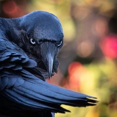 a close up of a black bird with blue eyes