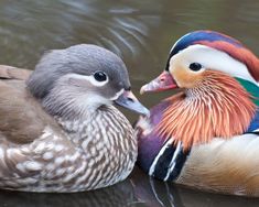 two colorful birds sitting on top of a body of water next to eachother